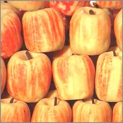 Click Here For Bigger Zoom - kaju Apple